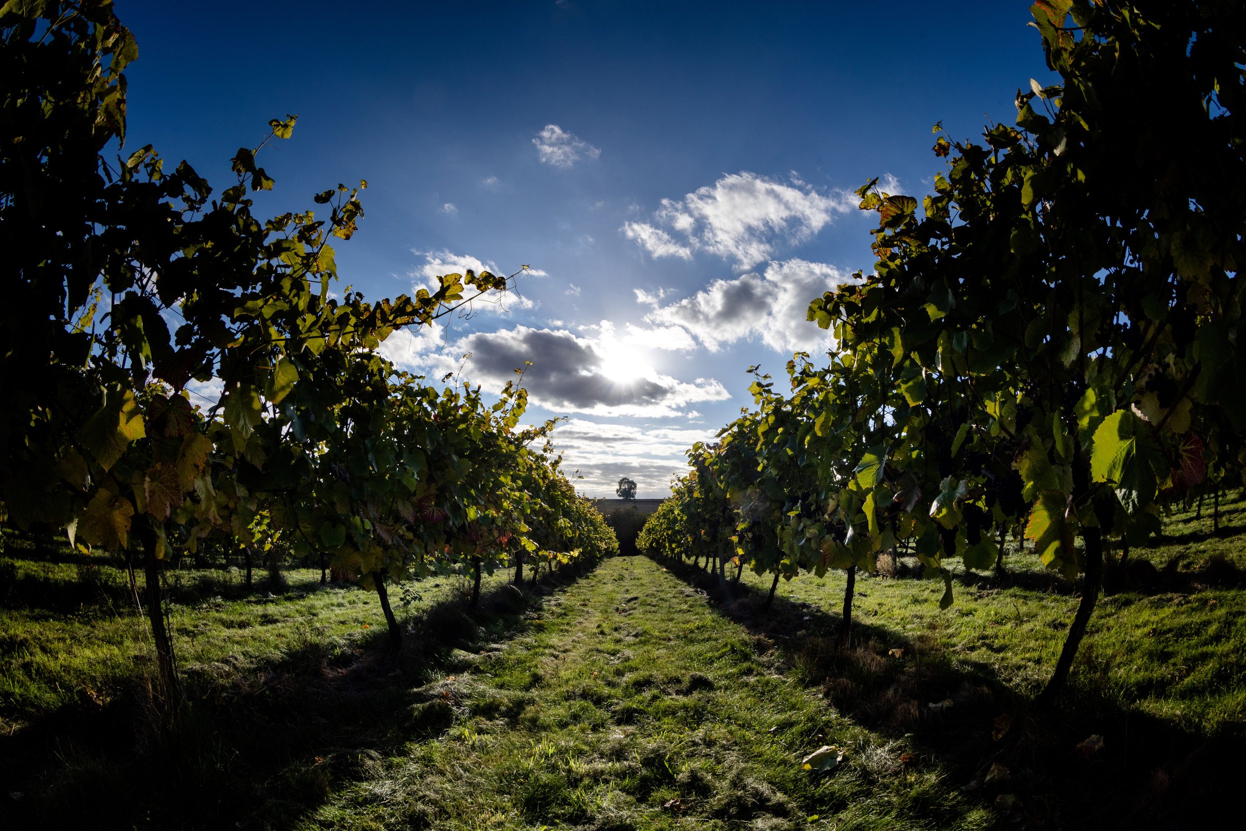 Painters Vineyard