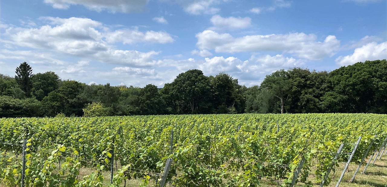 Rowfant Vineyard