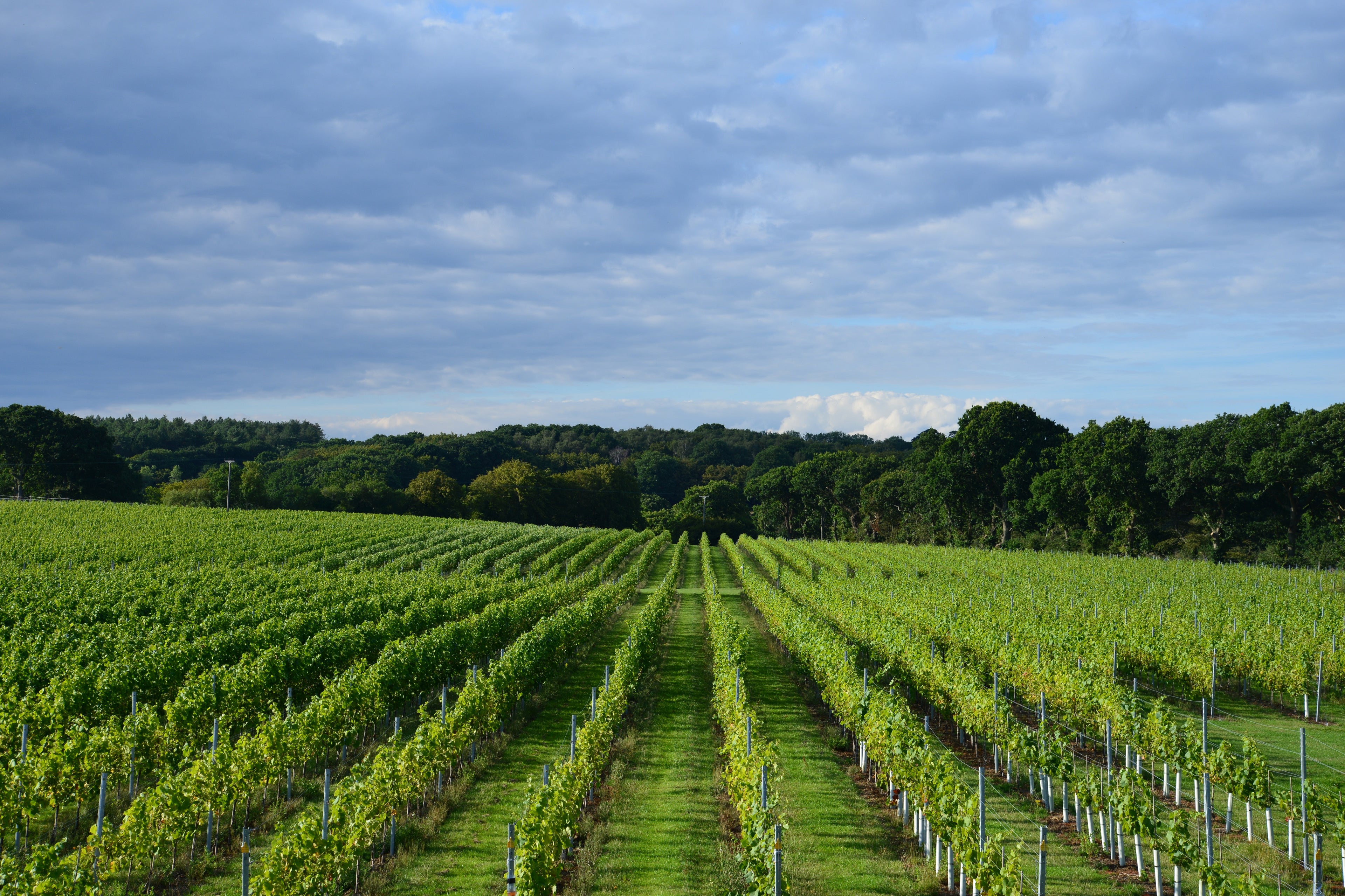 Warehorne Vineyard