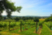 Wayford Westcountry Wines Ltd