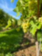 Whitehall Vineyard