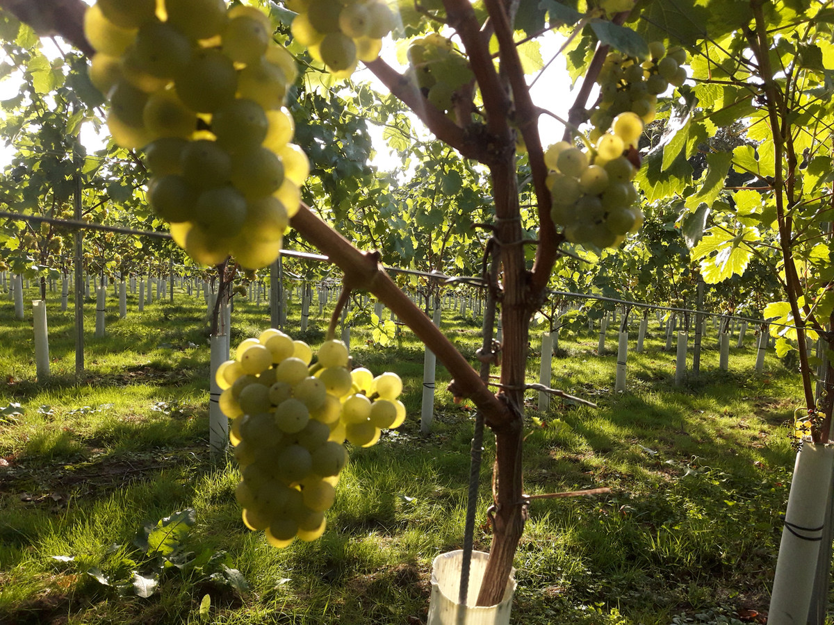 Wildwood Vineyard