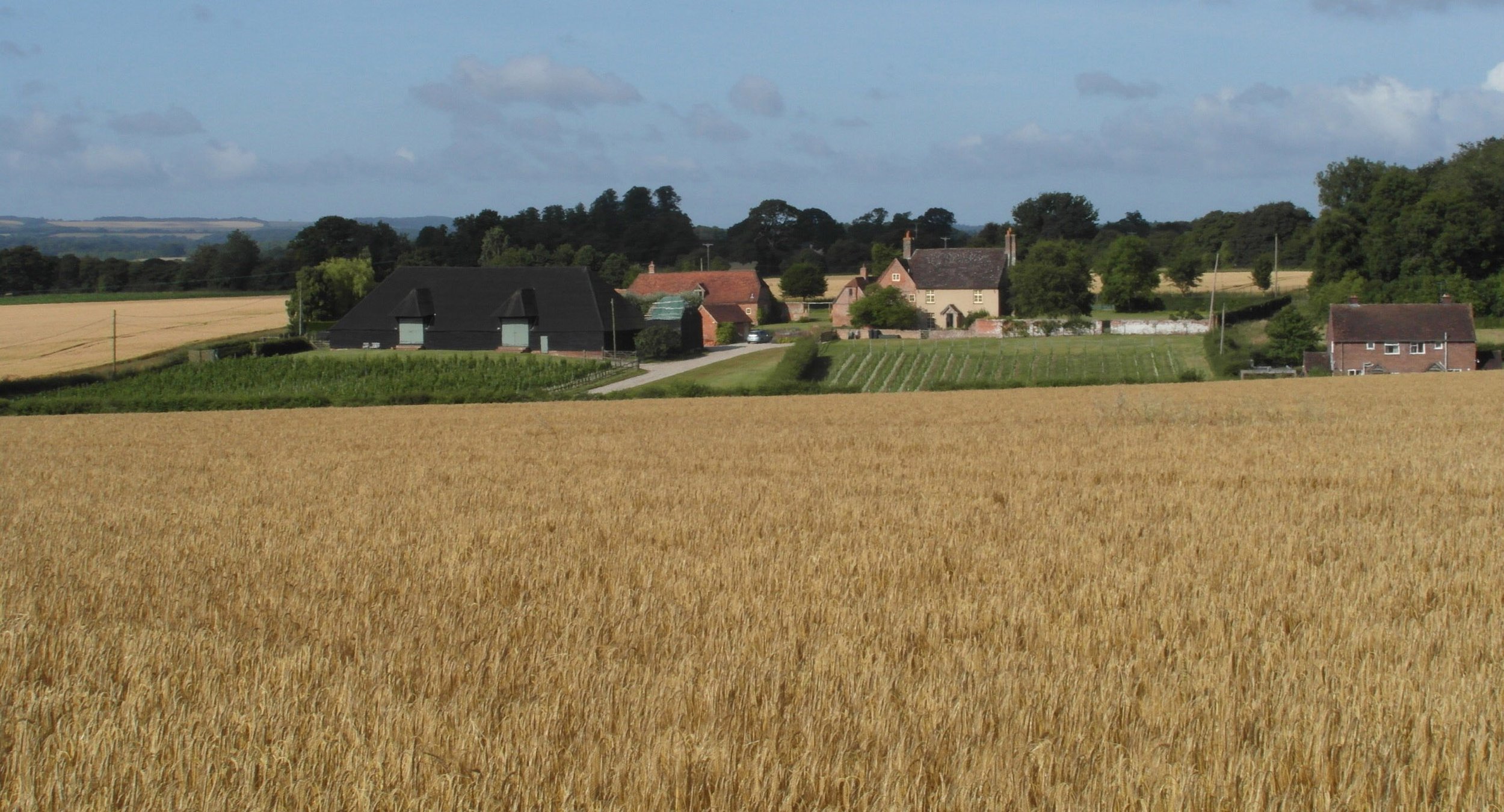 Winding Wood Vineyard