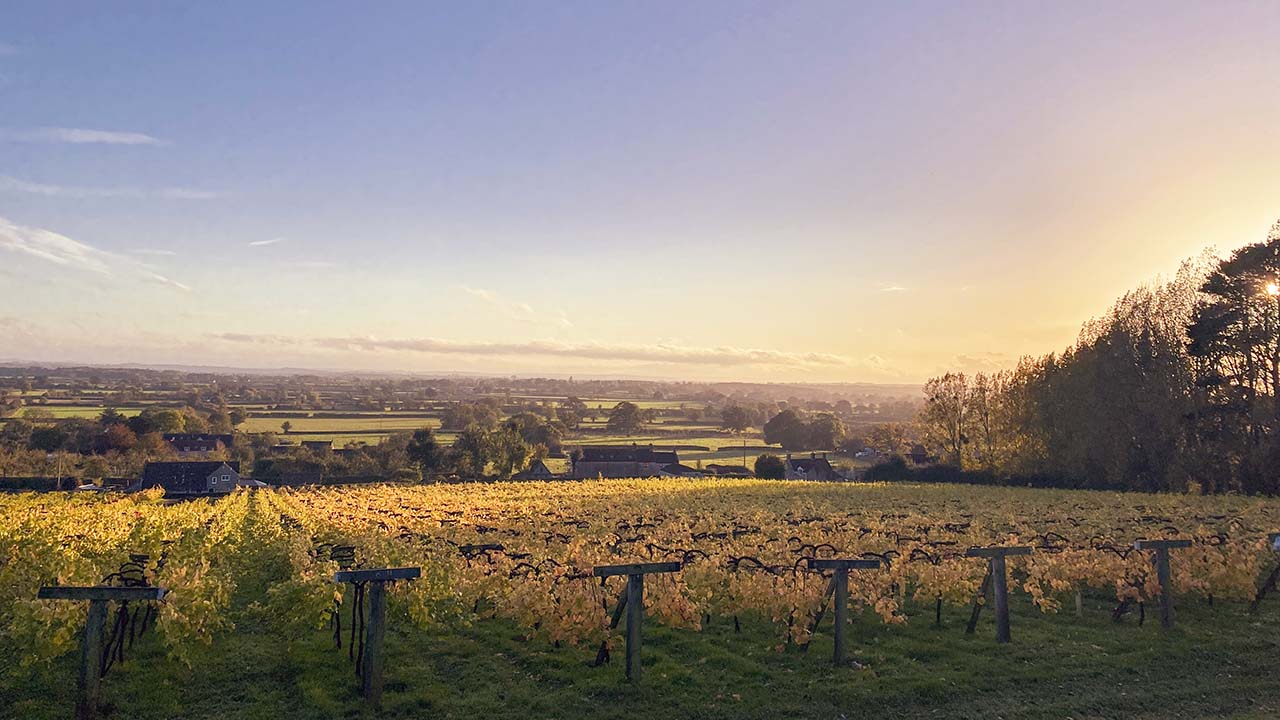 Wraxall Vineyard