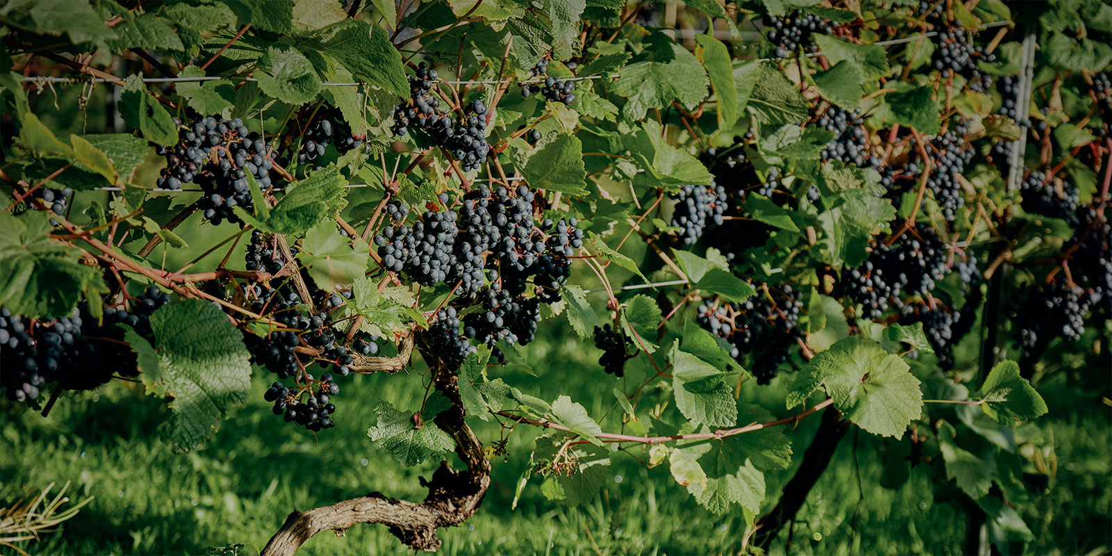 Wythall Estate Vineyard