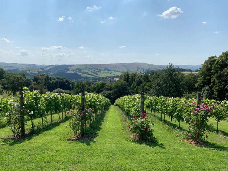 Hope Valley Vineyard