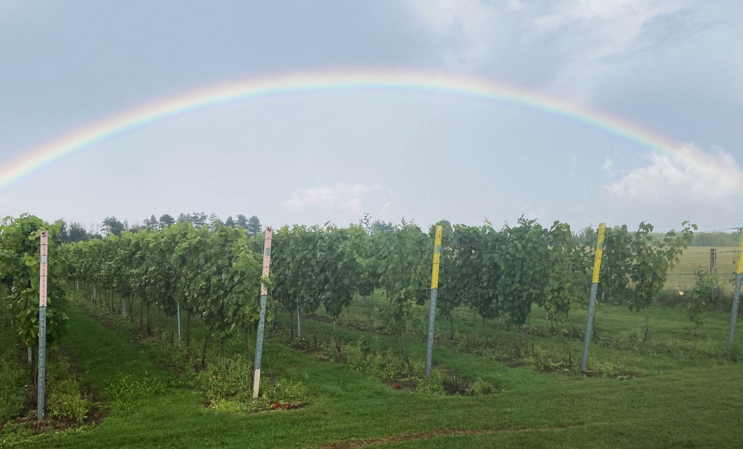 Tadpole Vineyard