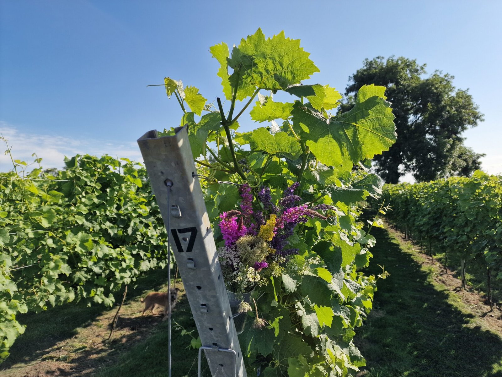 Silkstone Vineyard