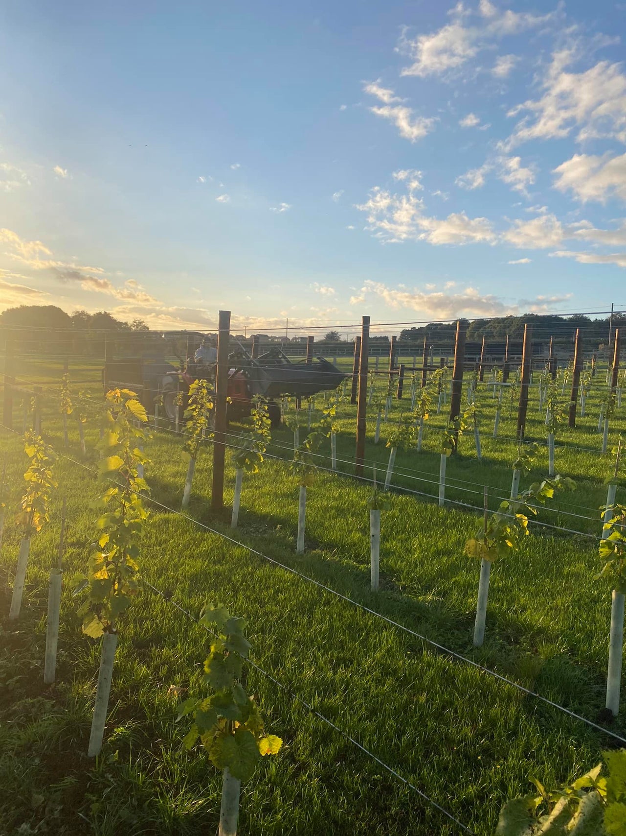 Wressle Vineyard