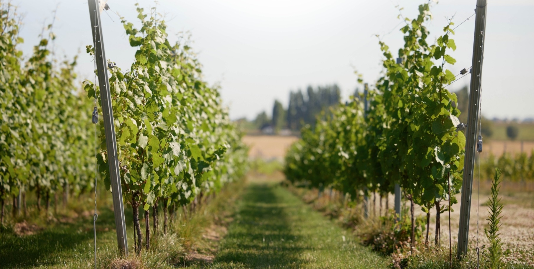 Den Nachtegael Winery & Vineyards