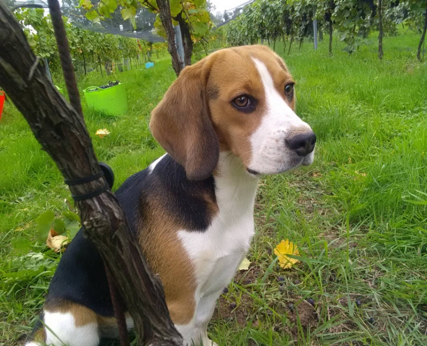 Domaine Holvast