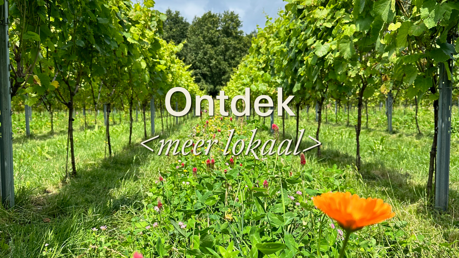 Wijndomein Sūth