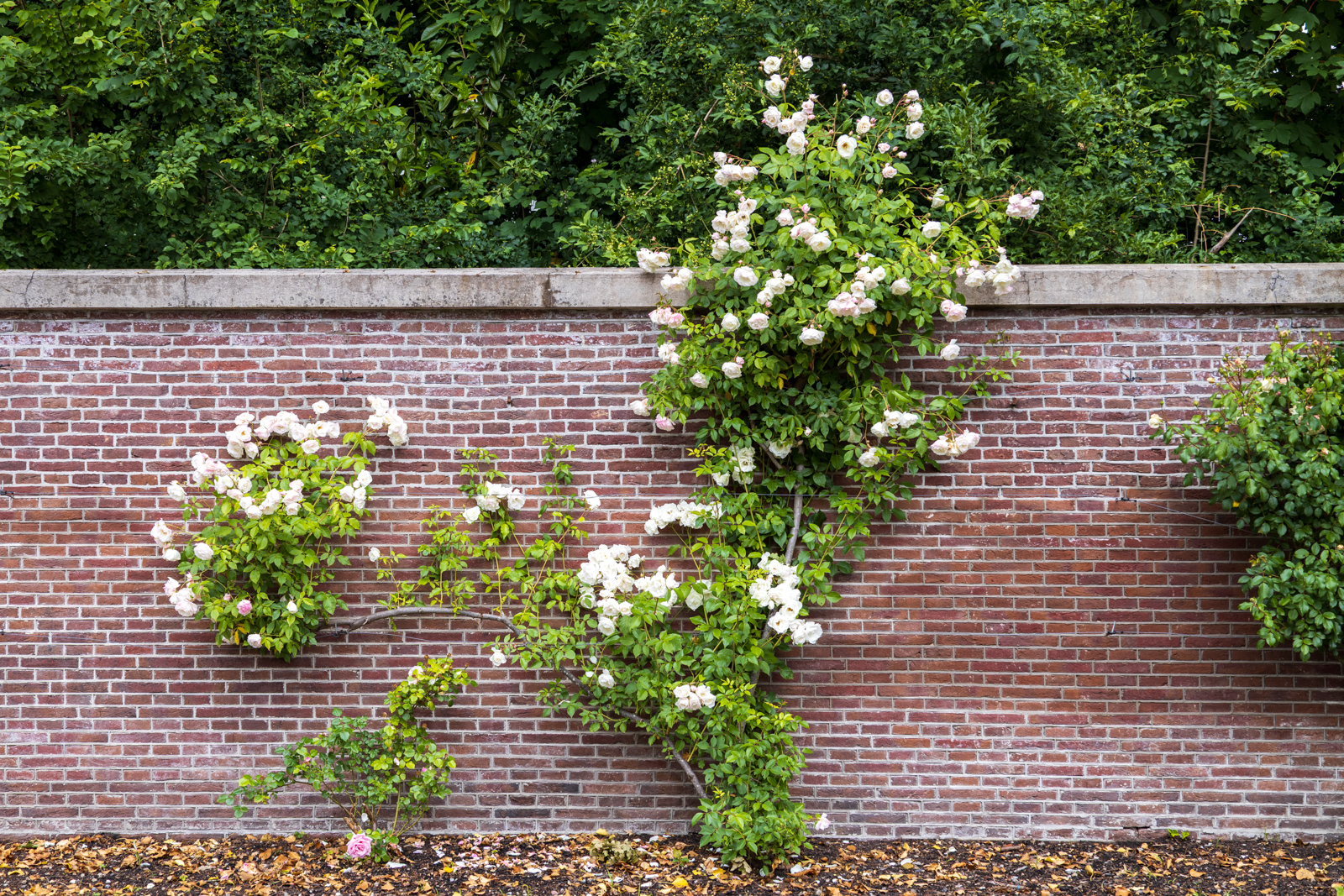 Wijngaard Hoog Beek & Royen Zeist