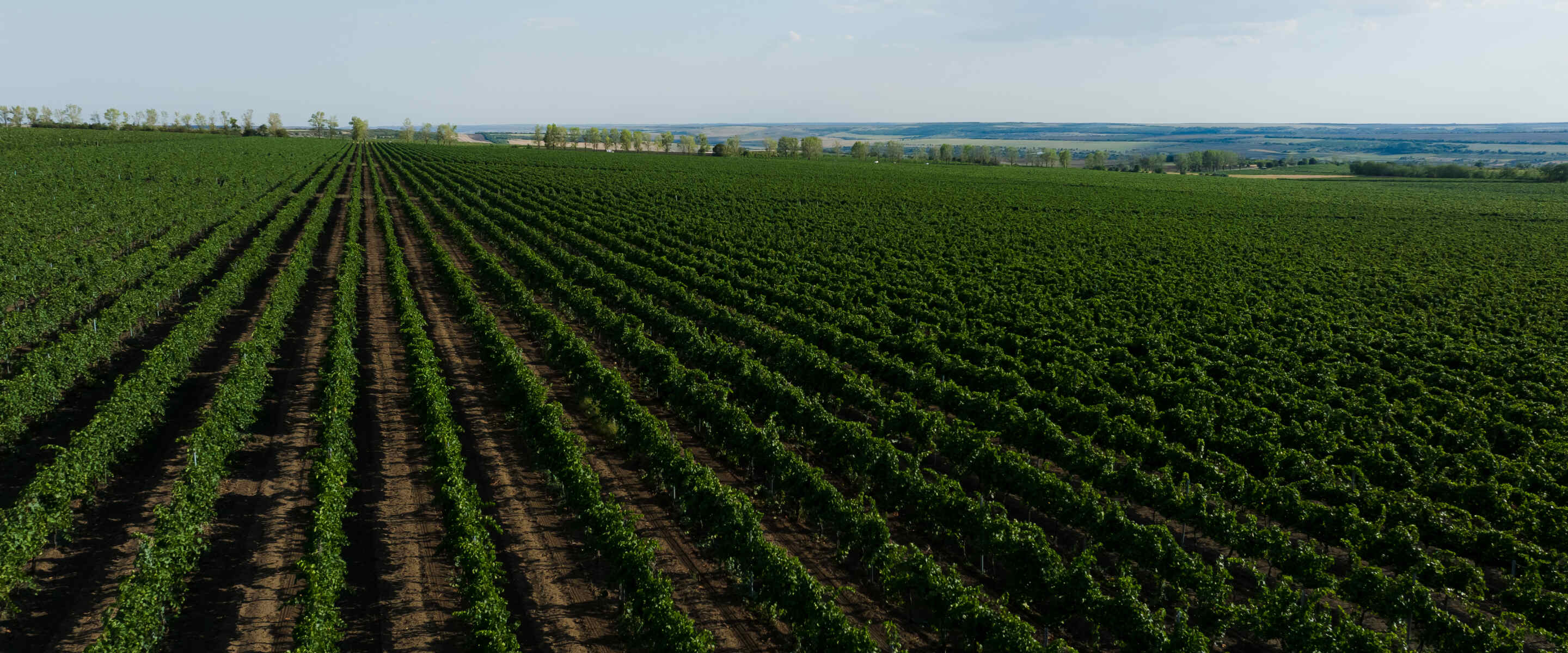 Rădăcini Wines