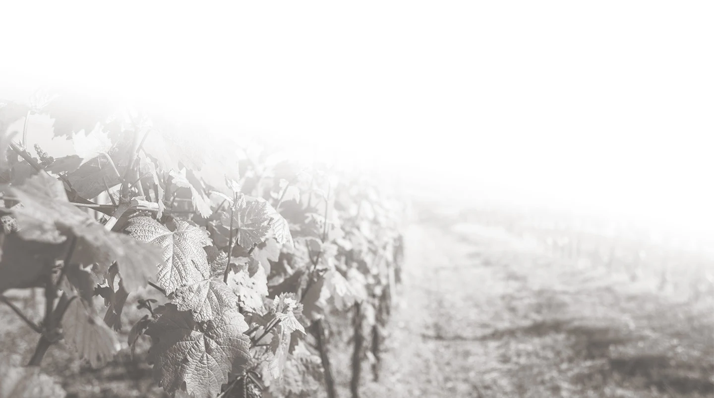 Vinum