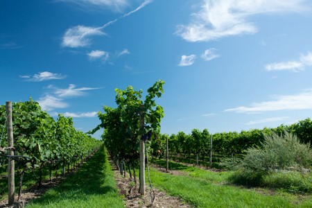 Wurzinger