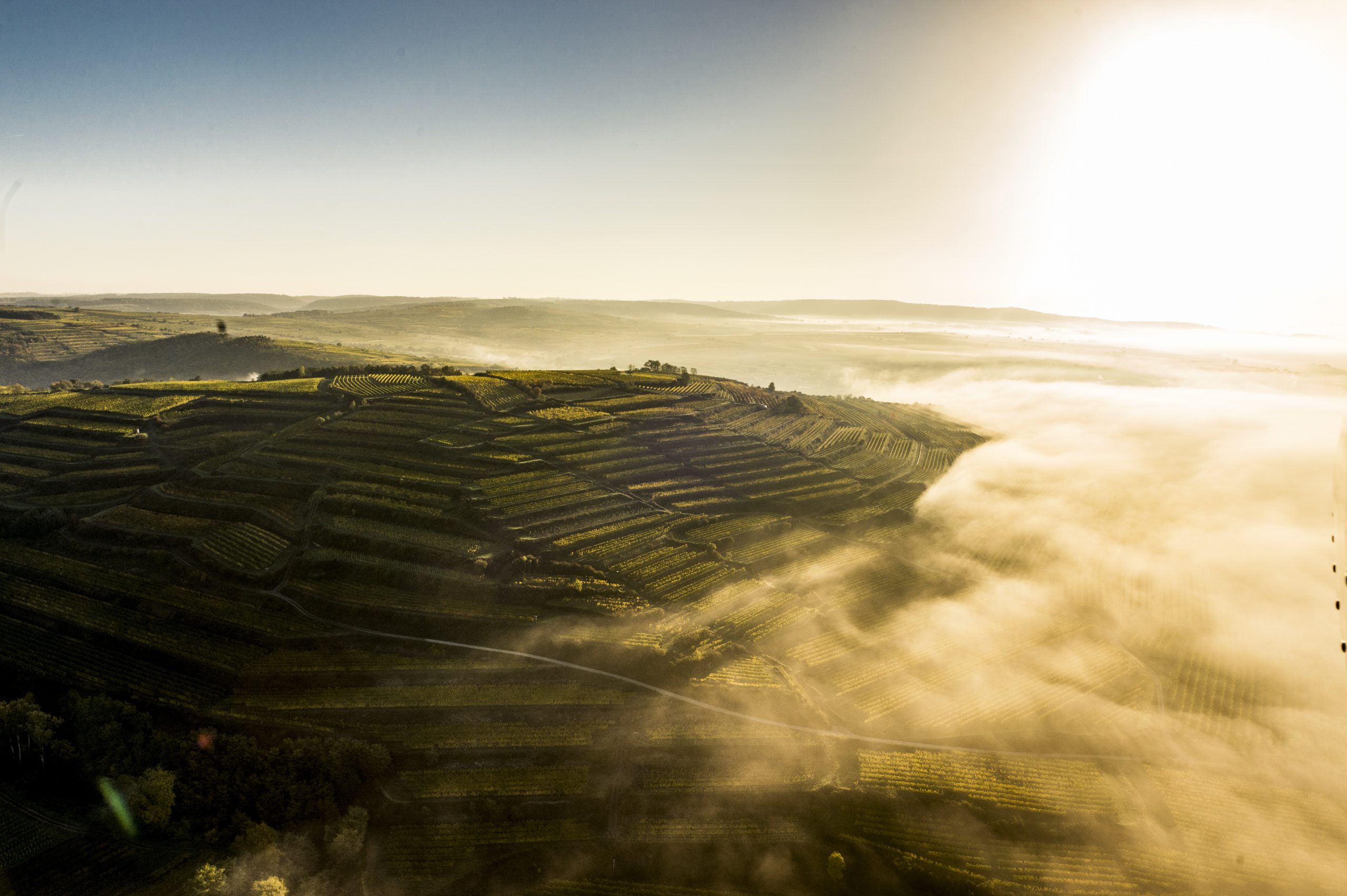 Weingut Topf GmbH & Co KG