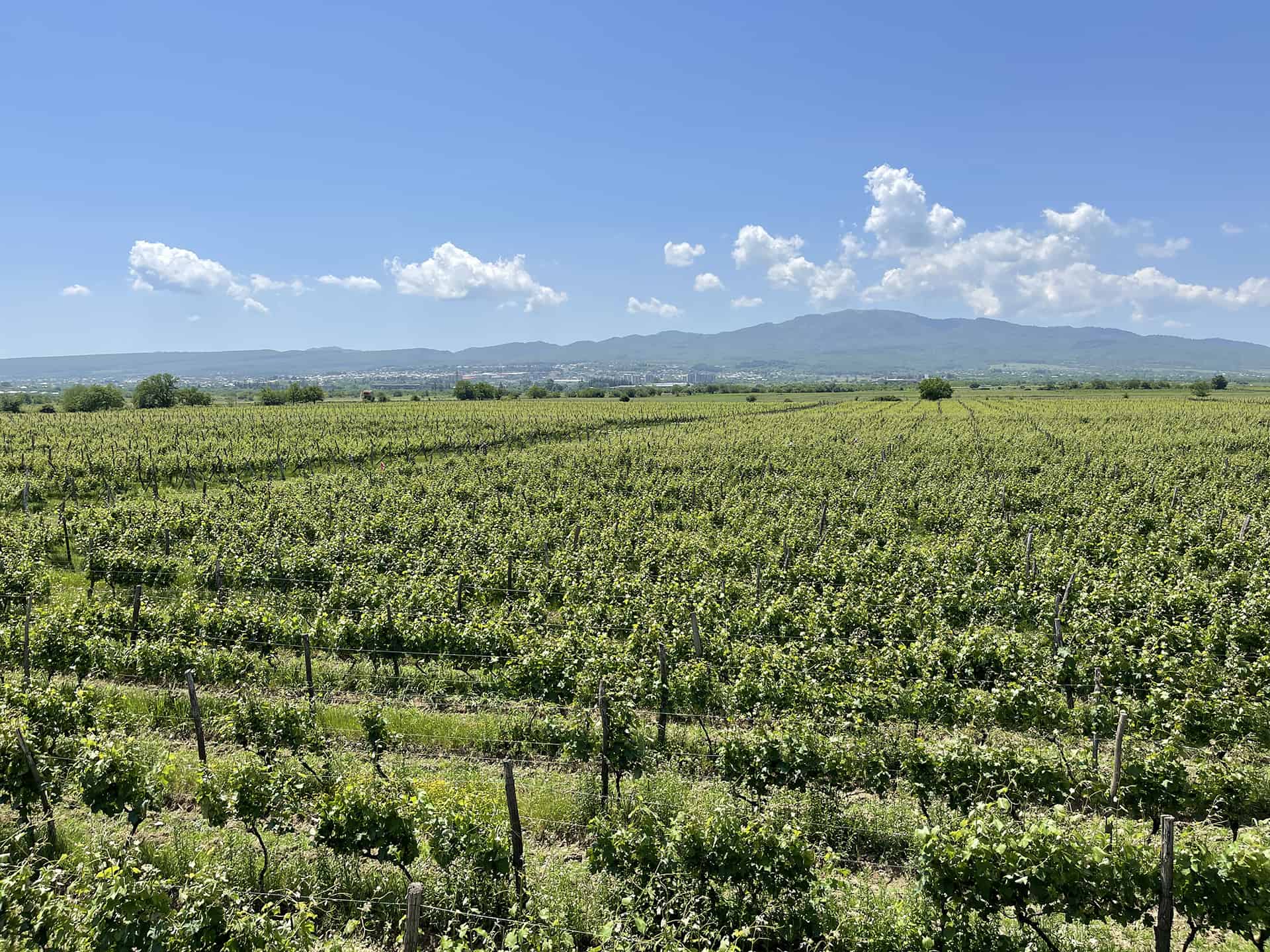 Vardisubani Wines