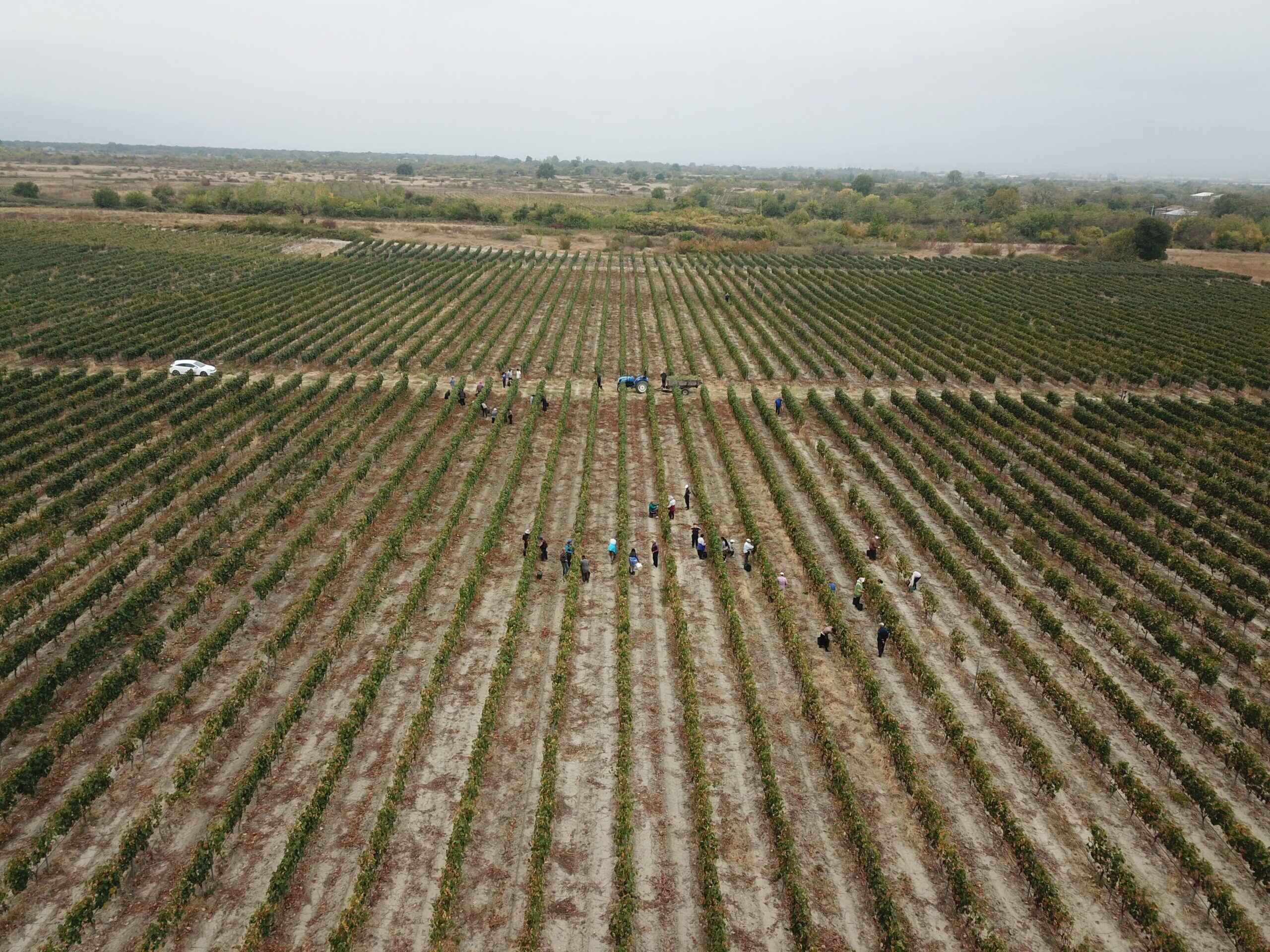Bekauri Family Vineyards