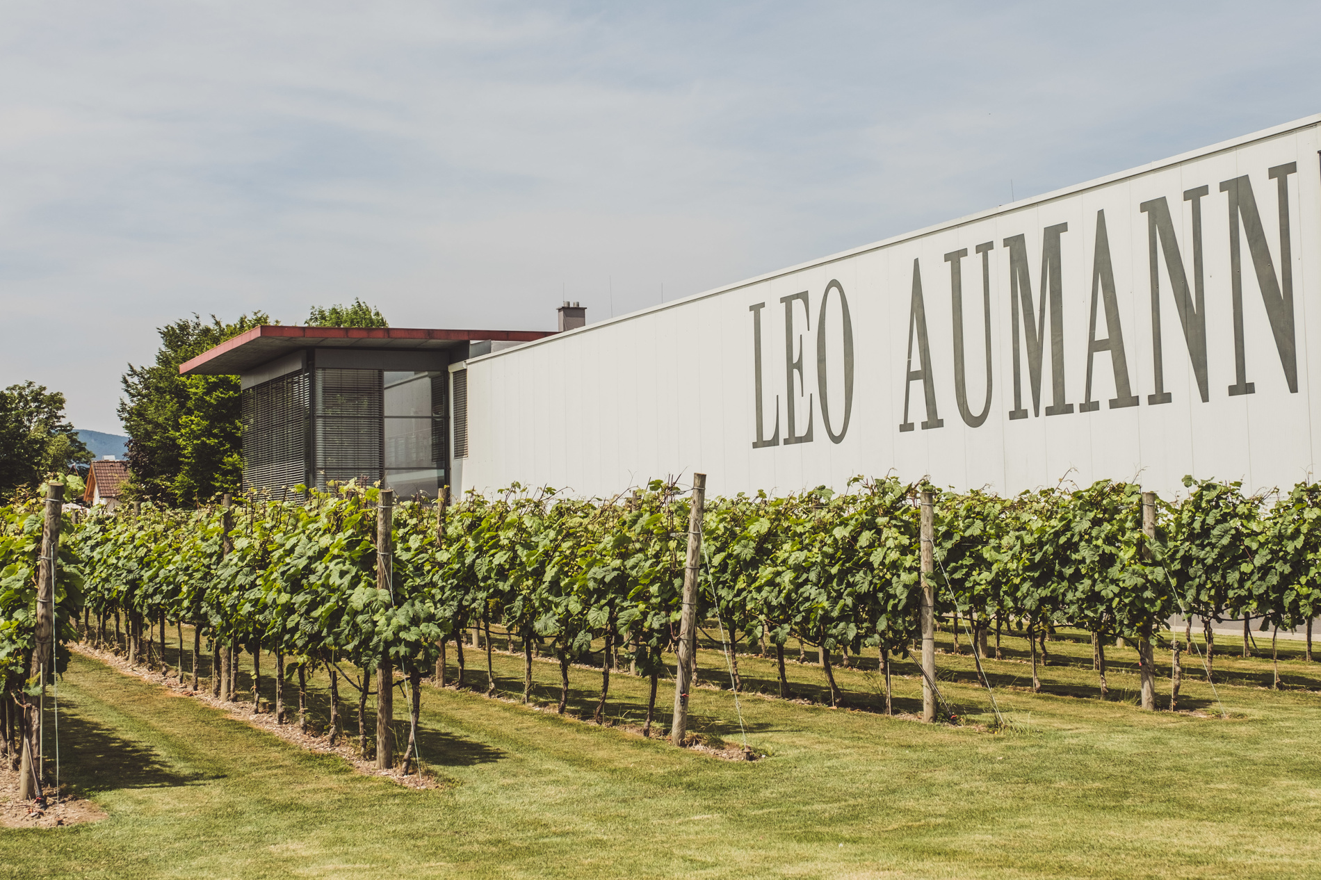 Aumann Leo