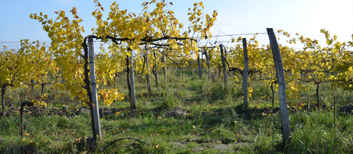 Andert - Wein