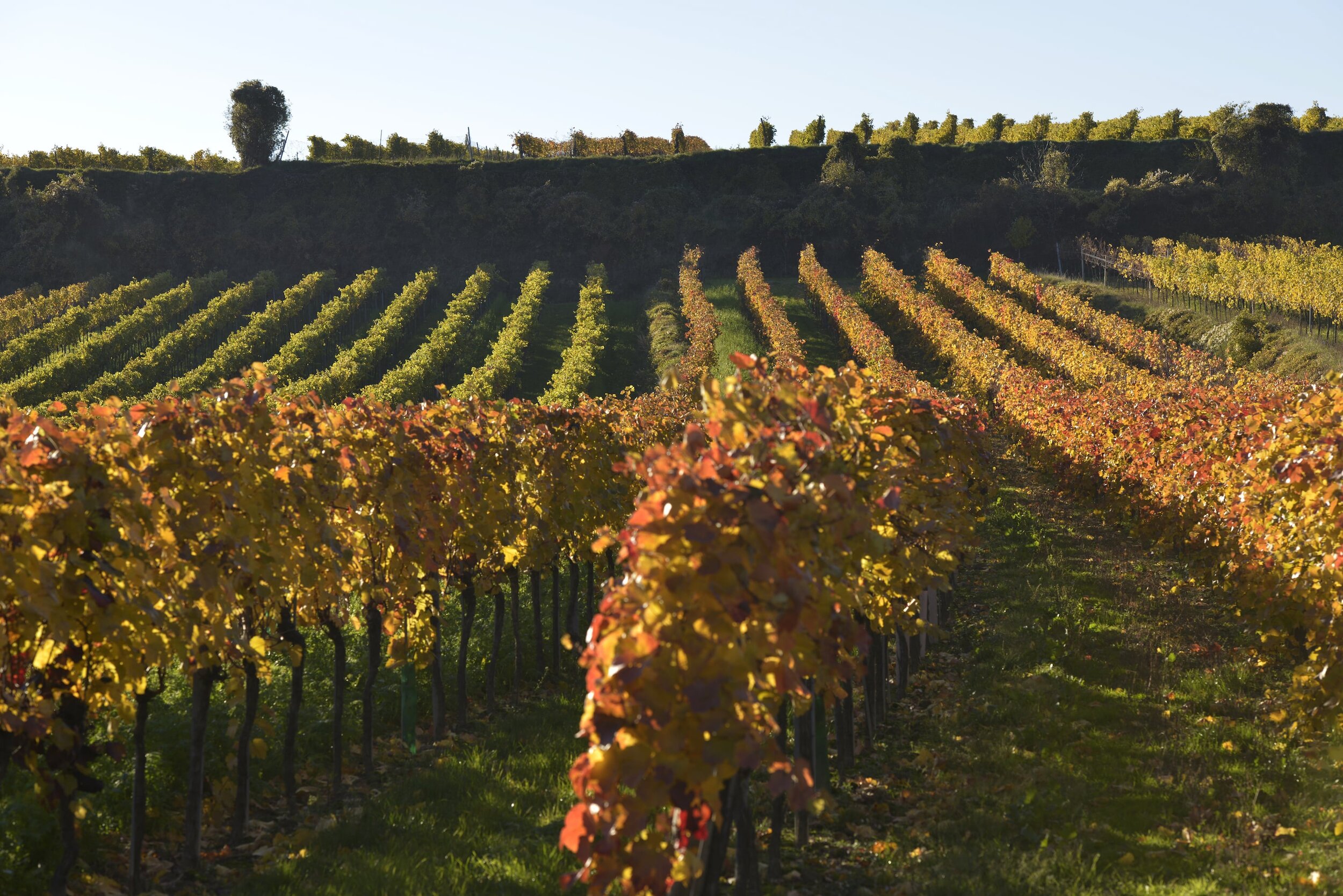 Weingut Florian Bauer