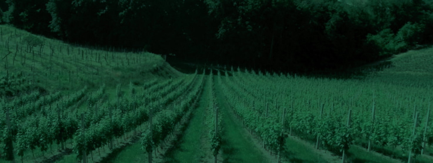 Vina Krampač