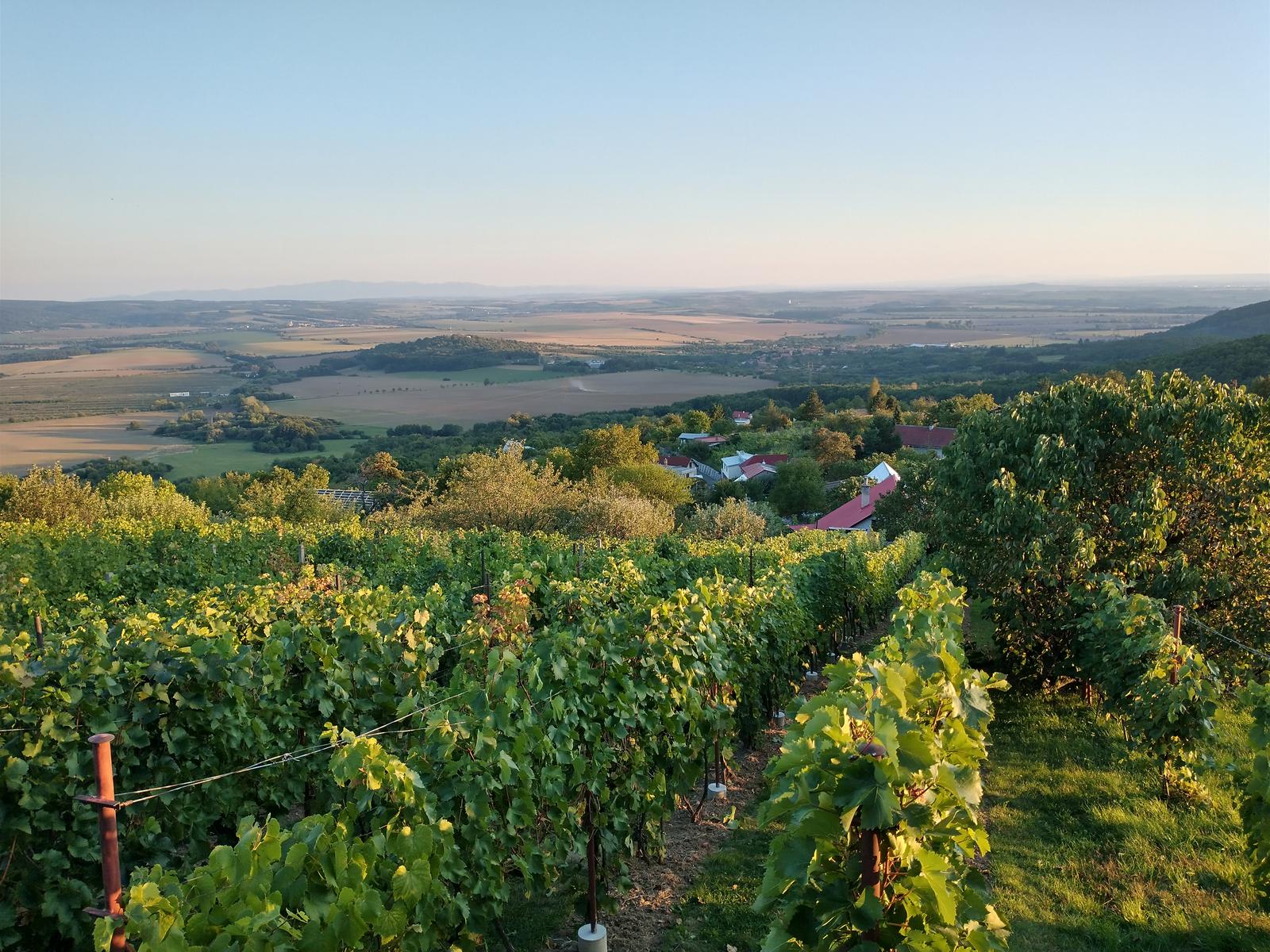 Vinárstvo Križan