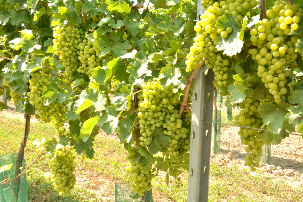 BARTAL rodinné vinárstvo a vinotéka Šamorín