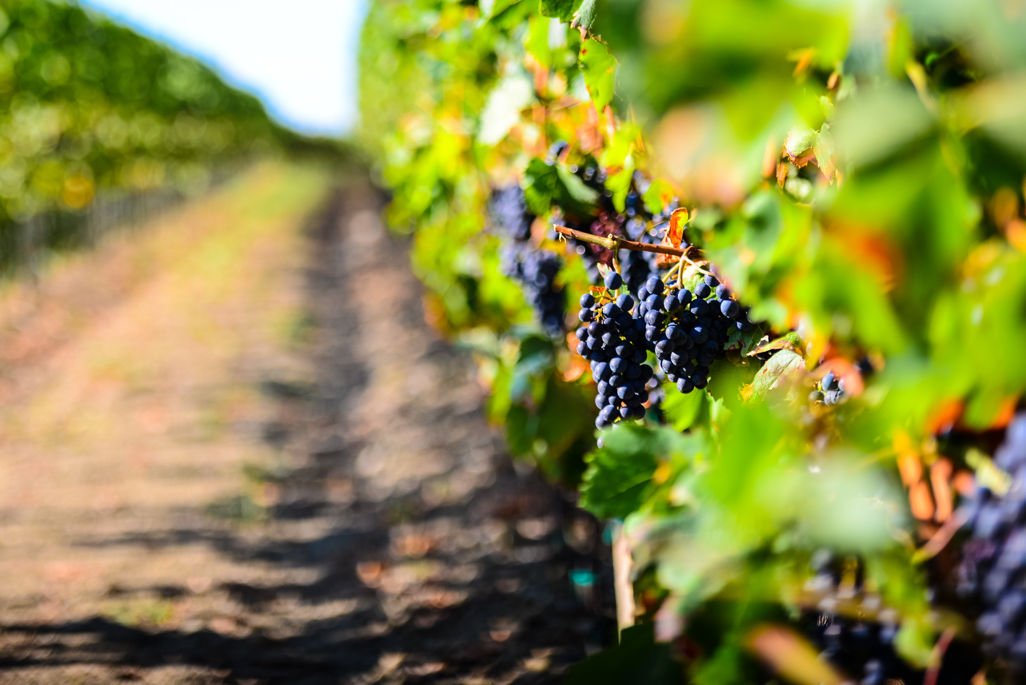 DOBUJE - Family Wine Estate