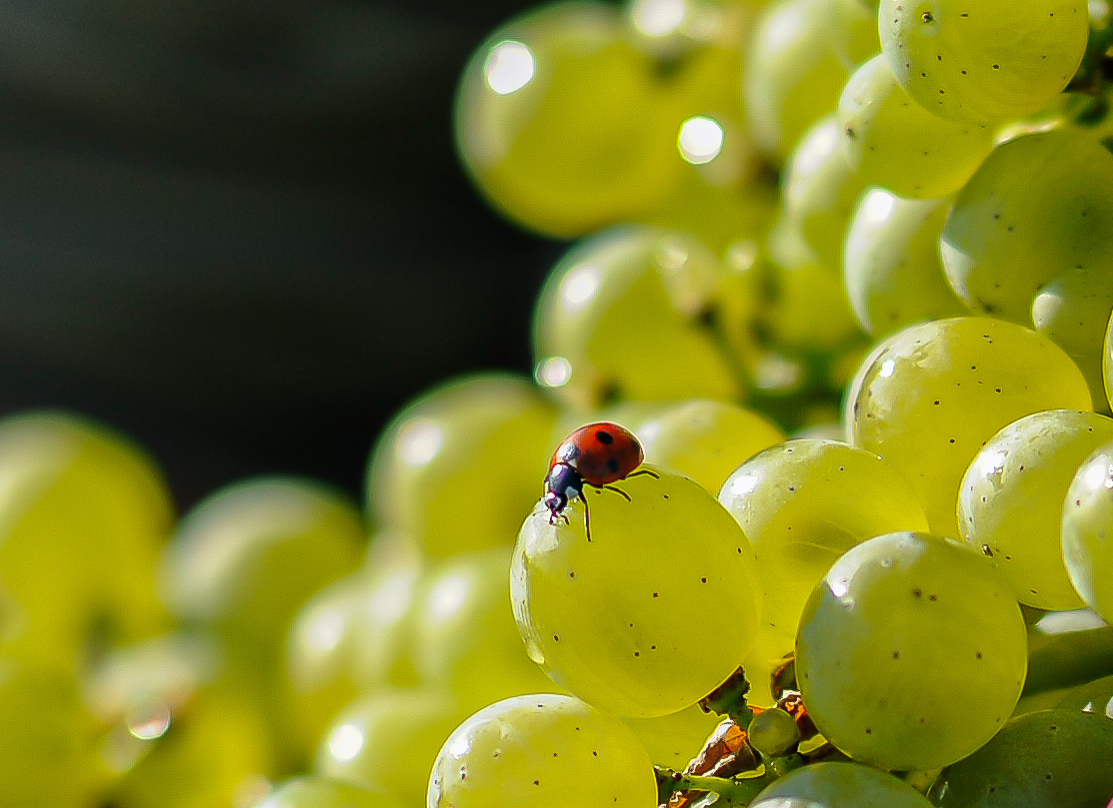 Verus vinogradi