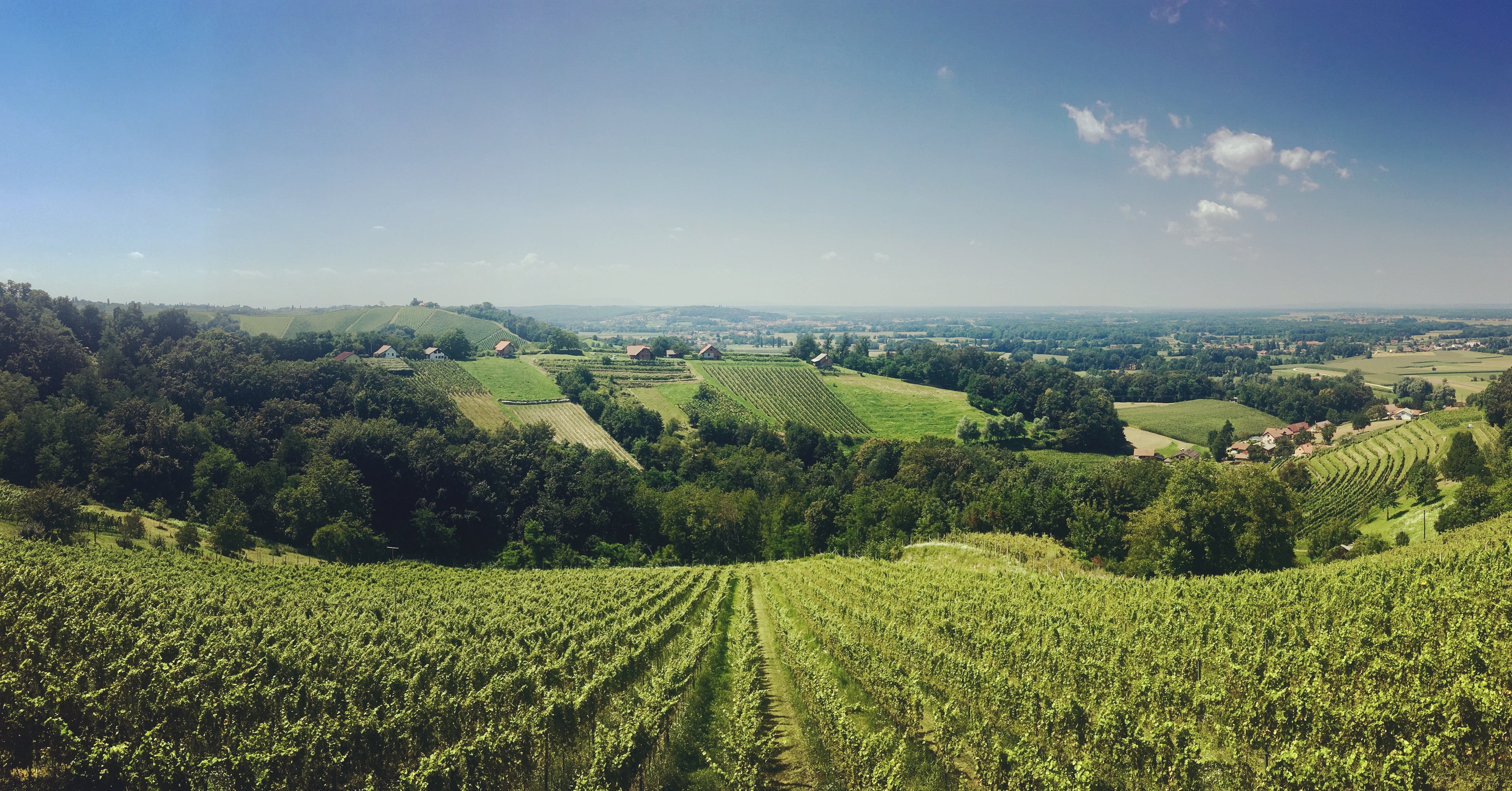 Altum bio vino