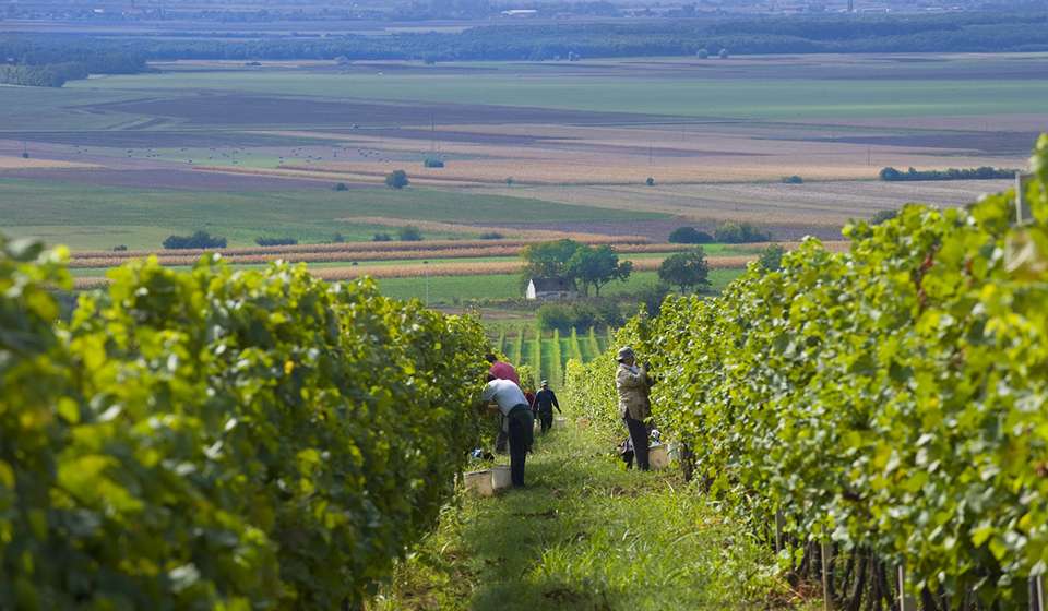 Vinarija Belje