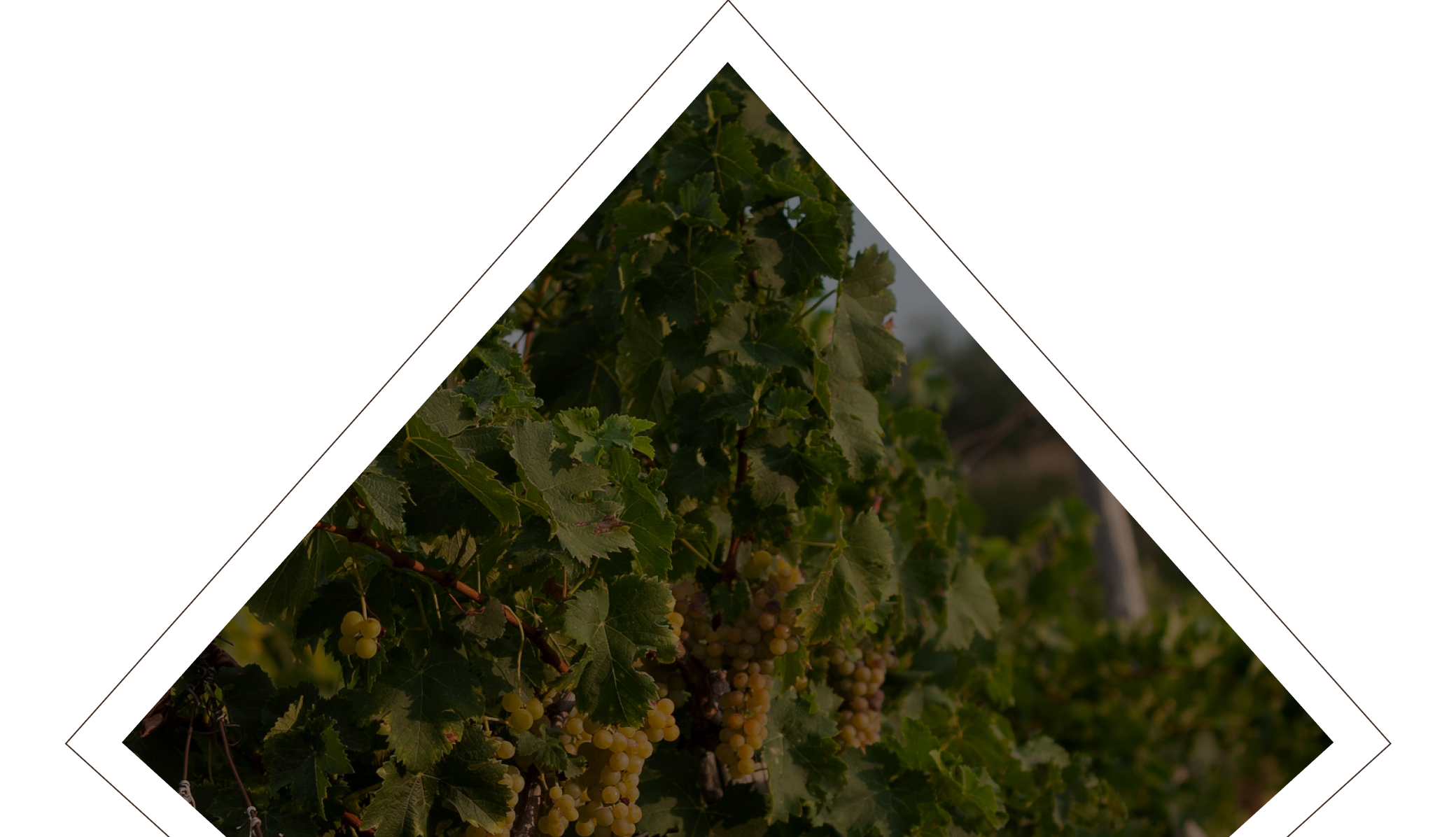 Degrassi Wines