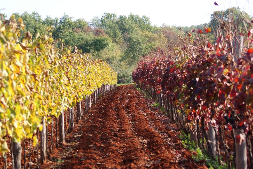 DeValentinis vina