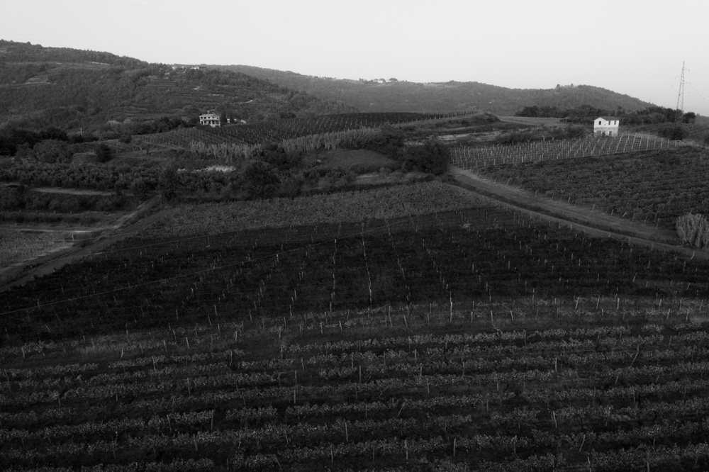Vina Zigante