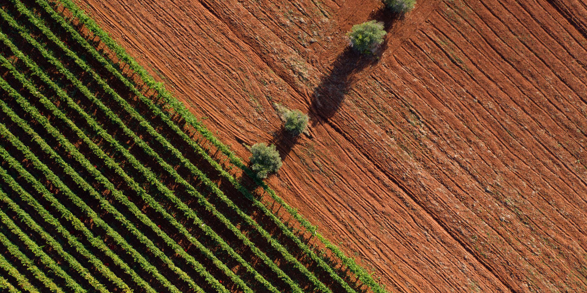 Cossetto vina