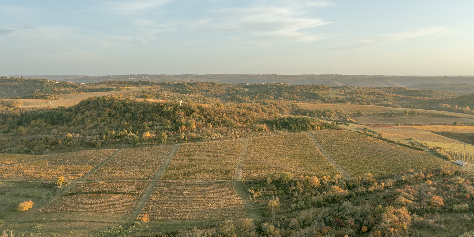 Vino Veritas