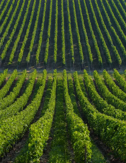 7arts Winery