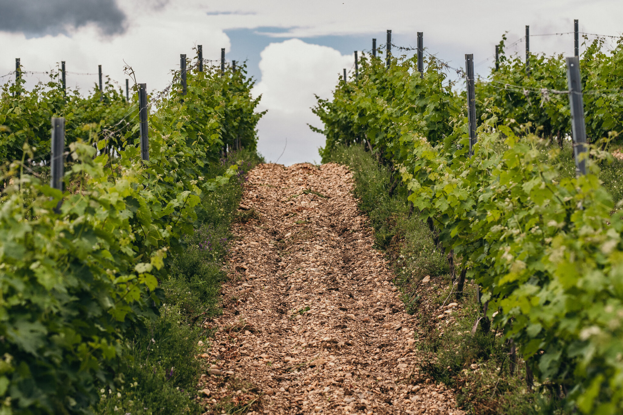 Domaine Vinarte - Castel Bolovanu