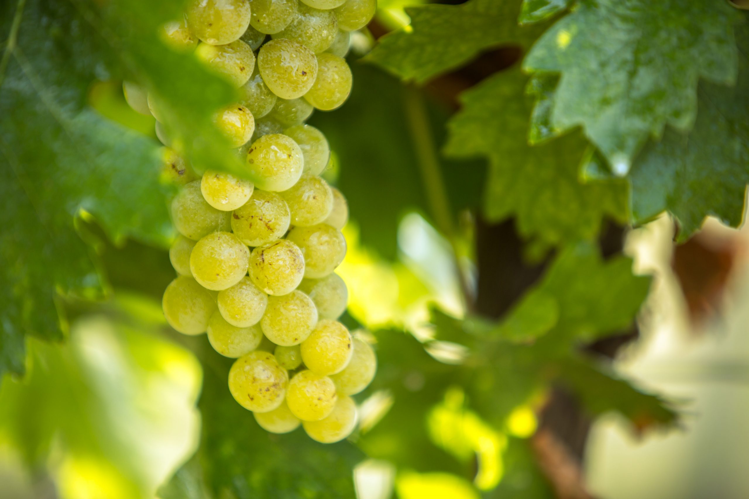 Vie VIN Vinju Mare