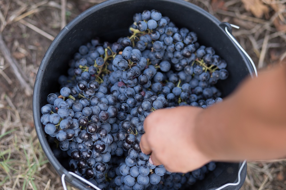 Dropia Wines