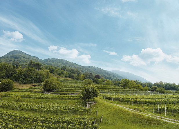 Azienda Vinicola Cormano