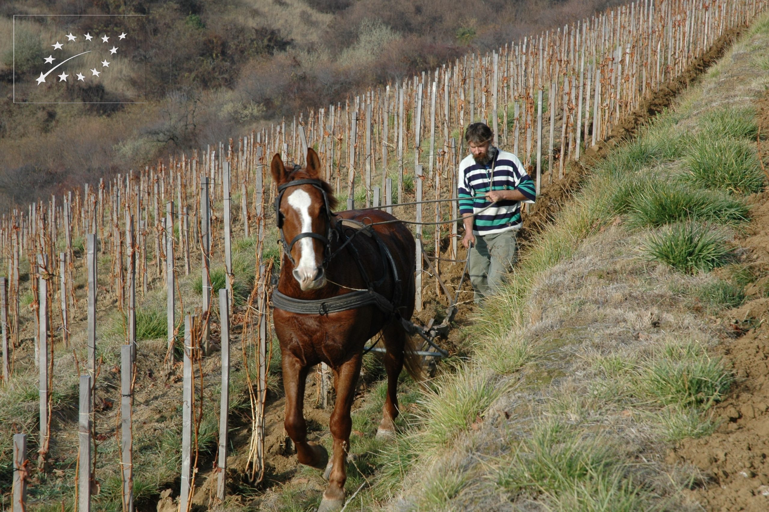 Tokaj-Hétszőlő Organic Vineyards