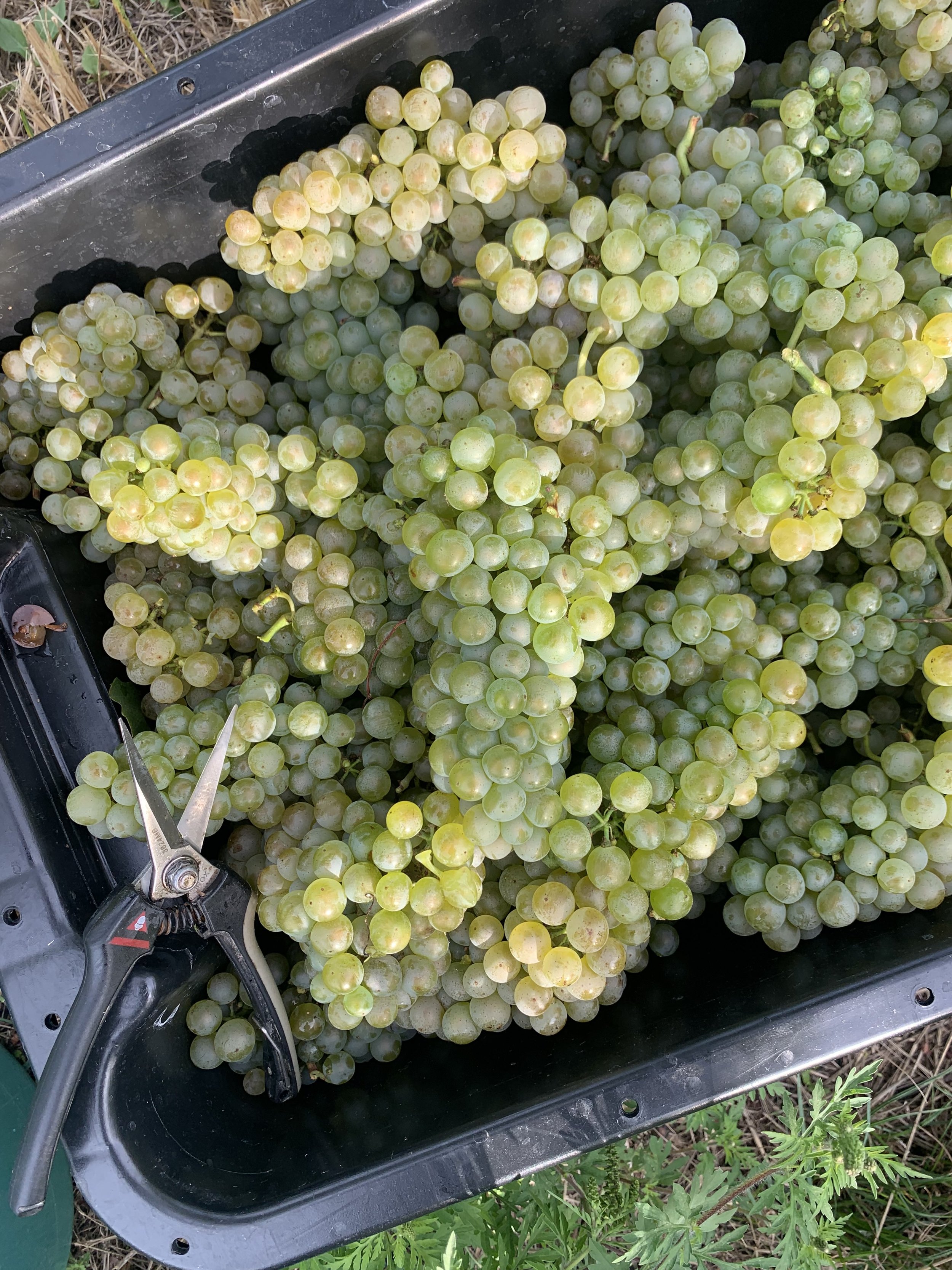 Rejiji Wines