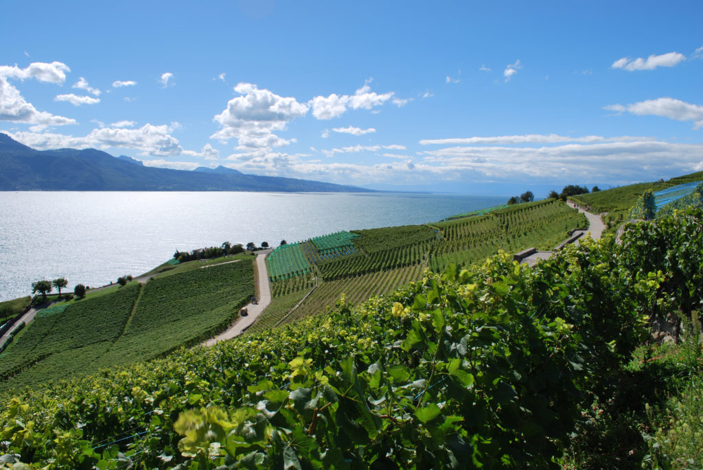 Domaine Christophe Chappuis