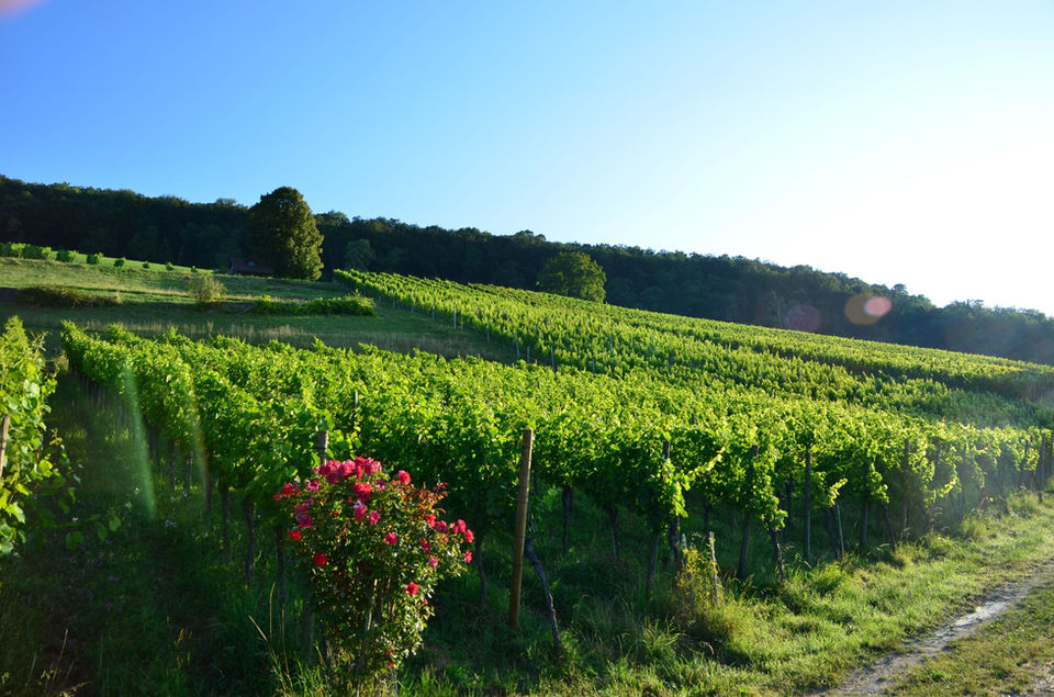 Adrians Weingut