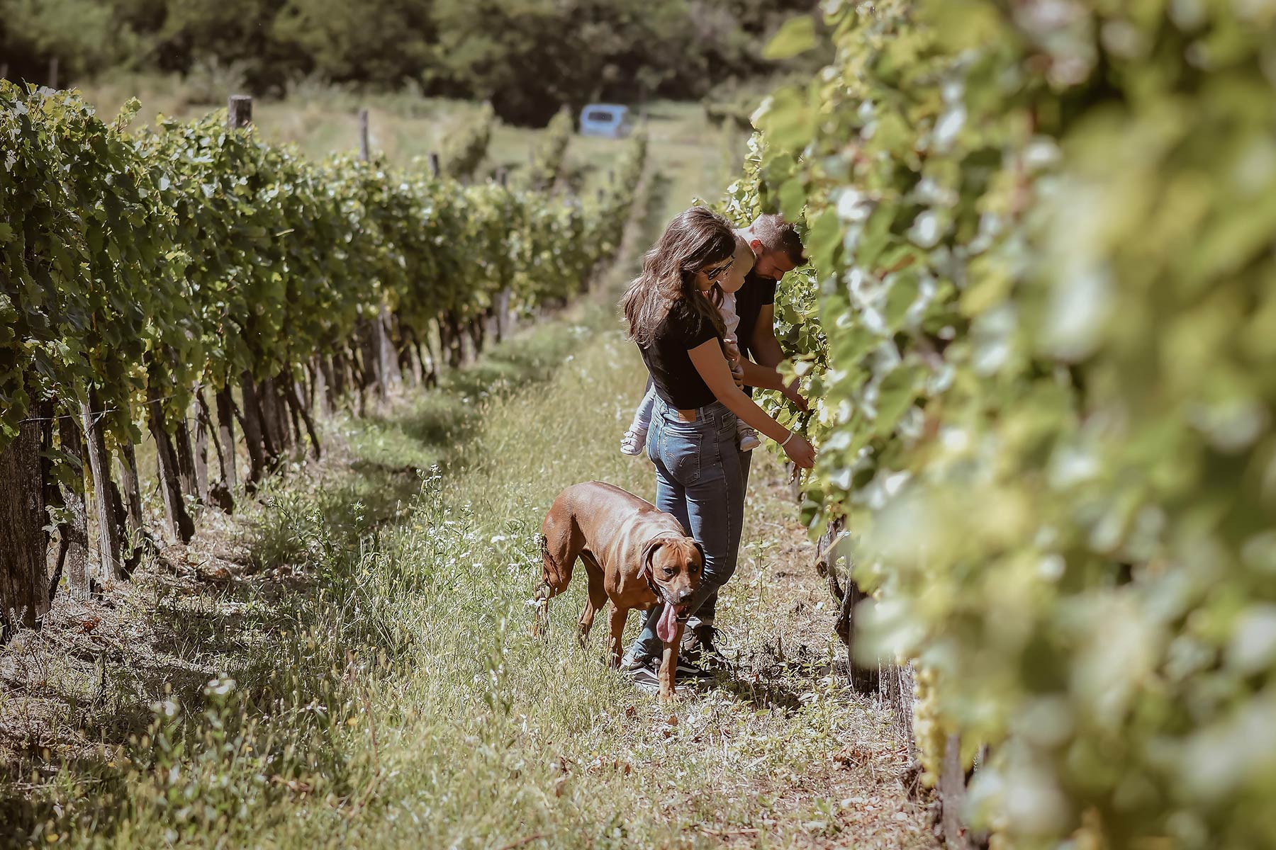 Gilberries and Wine