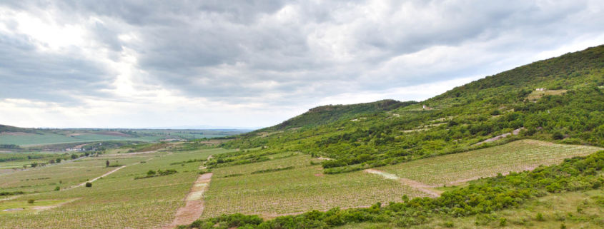 Palkó Borok