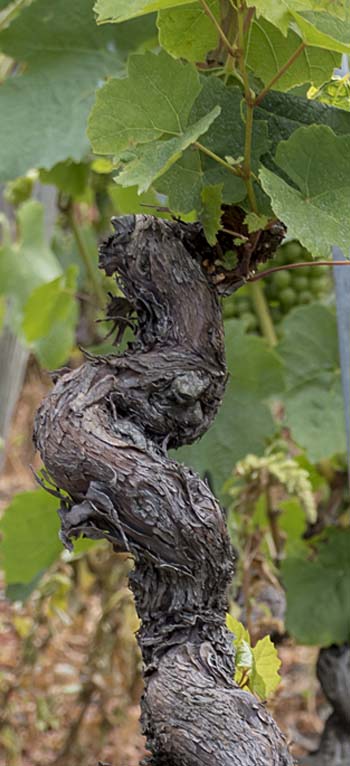 Artisan Vigneron